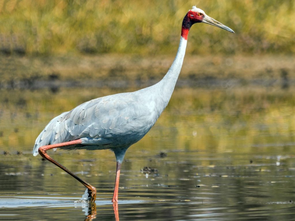 Sarus Crane Antigone antigone Birds of the World Sarus Crane Antigone antigone Birds of the World
