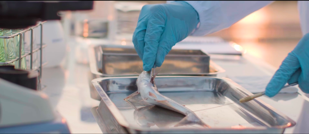 Swai Fish Elevating Value through Science and Technology 3
